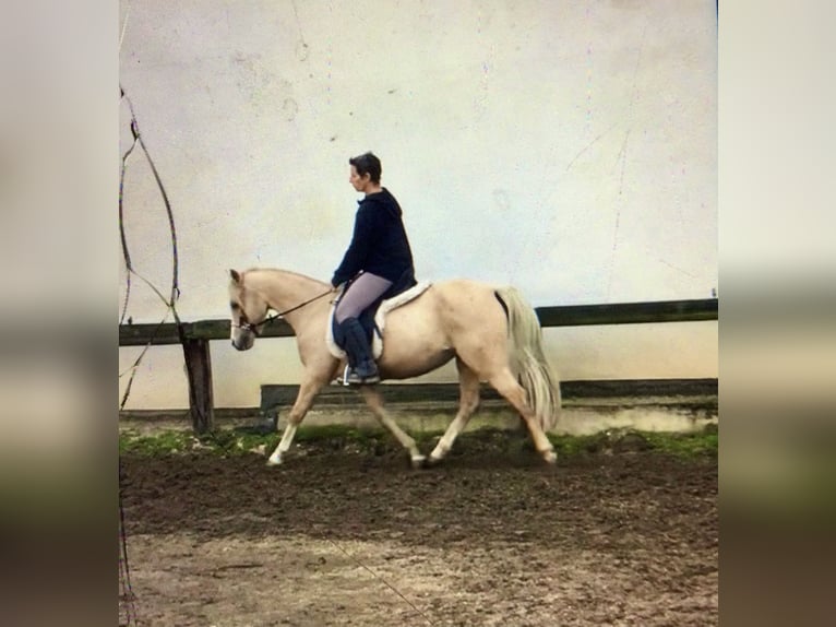 Welsh B Mare 16 years 13.1 hh Palomino in Münstermaifeld