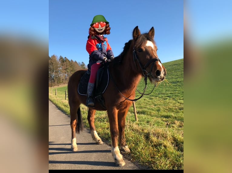 Welsh B Mare 16 years 13,1 hh Bay-Dark in Sundern