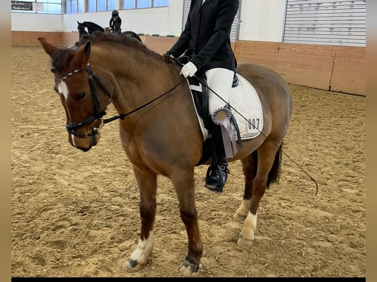 Welsh B Mare 16 years 13,1 hh Bay-Dark in Sundern