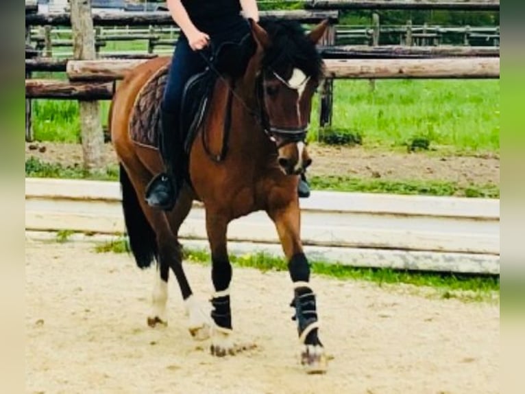 Welsh B Mare 16 years 13,1 hh Bay-Dark in Sundern