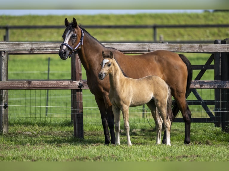 Welsh B Mare 16 years 13,1 hh in GROTE-BROGEL