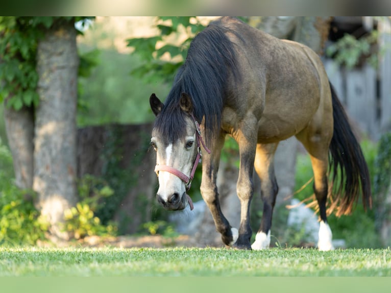 Welsh B Mare 16 years 13,2 hh Dun in Uehlfeld