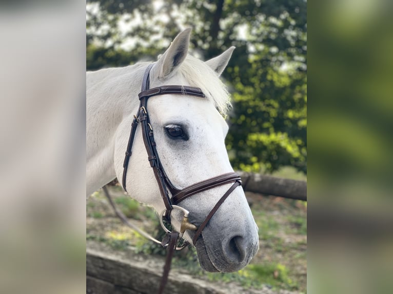 Welsh B Mare 16 years 14,1 hh Gray in Aachen