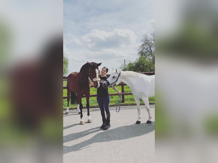 Welsh B Mare 16 years 14,1 hh Gray in Aachen