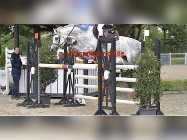 Welsh B Mare 16 years 14,1 hh Gray in Aachen