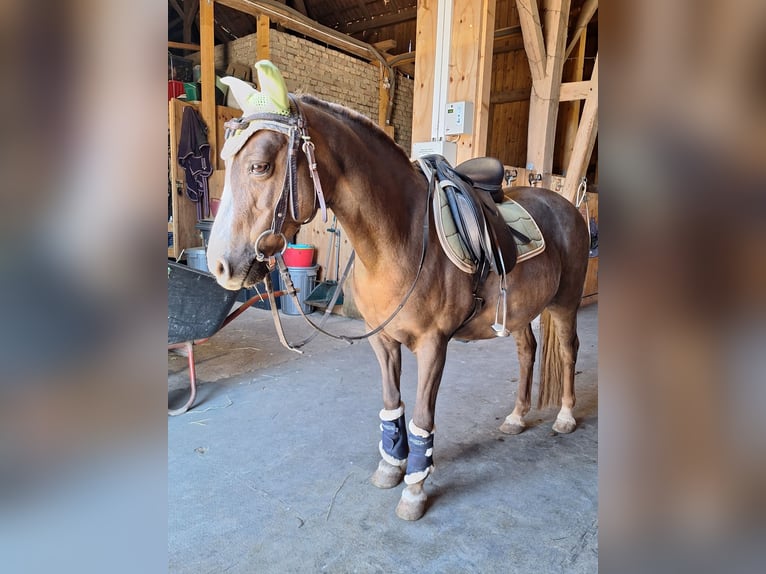 Welsh B Mare 17 years 11.2 hh Chestnut in Stulln