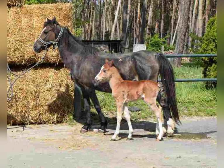 Welsh B Mare 17 years 11,2 hh Brown in Herzberg