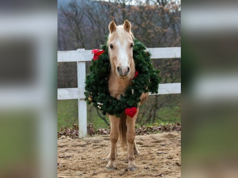 Welsh B Mare 17 years 12,1 hh Palomino in Gneixendorf