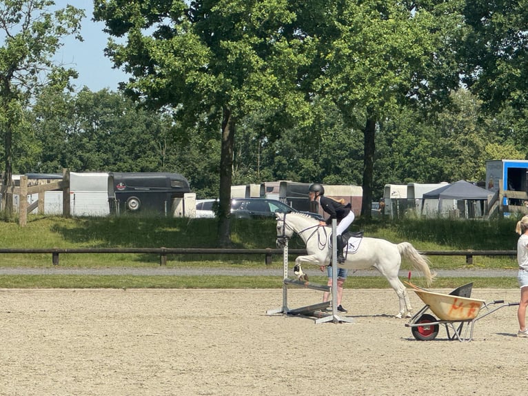 Welsh B Mare 17 years 12,1 hh Grey in Havelte