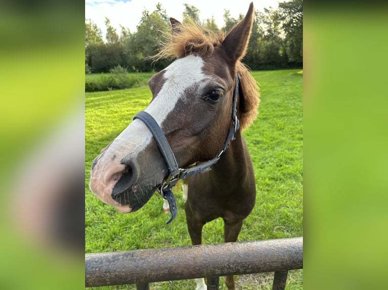 Welsh B Mare 17 years 12,2 hh Bay-Dark in Harfsen