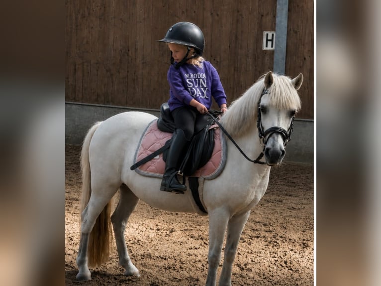 Welsh B Mare 18 years 11.1 hh Grey-Blue-Tan in Augustinusga