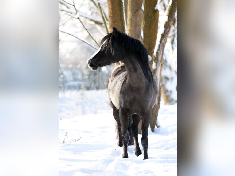 Welsh B Mare 18 years 12.1 hh  in Hürth