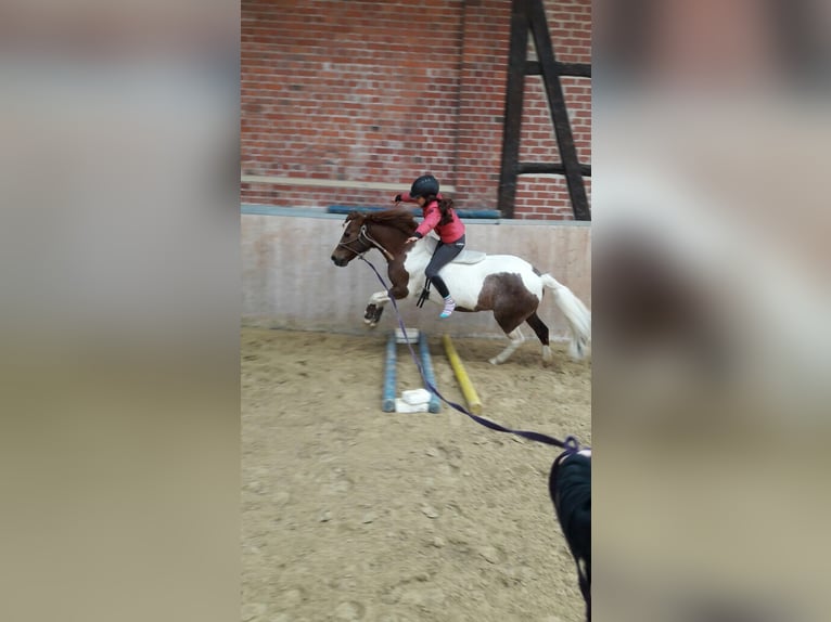 Welsh B Mare 19 years 11,2 hh Pinto in Vienenburg