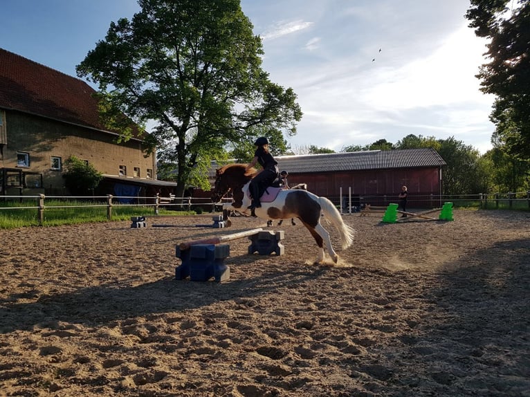 Welsh B Mare 19 years 11,2 hh Pinto in Vienenburg