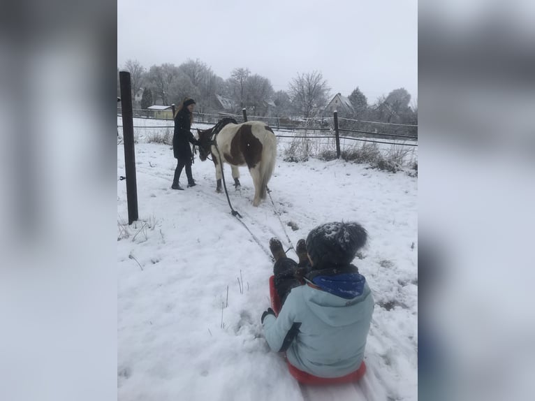 Welsh B Mare 19 years 11,2 hh Pinto in Vienenburg