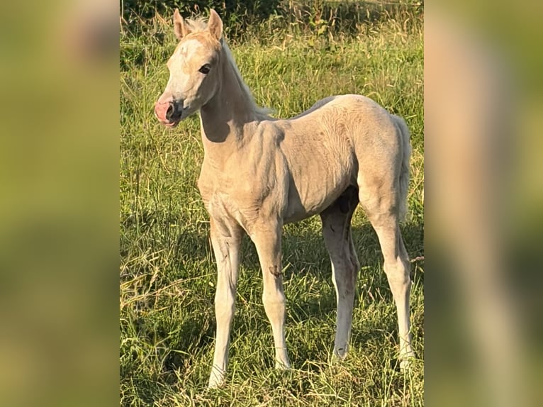 Welsh B Mare 19 years 12.3 hh Chestnut-Red in Großefehn Ostgroßefehn