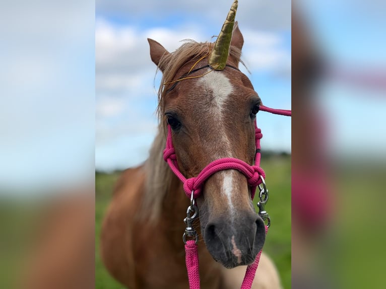 Welsh B Mare 19 years 12.3 hh Chestnut-Red in Großefehn Ostgroßefehn