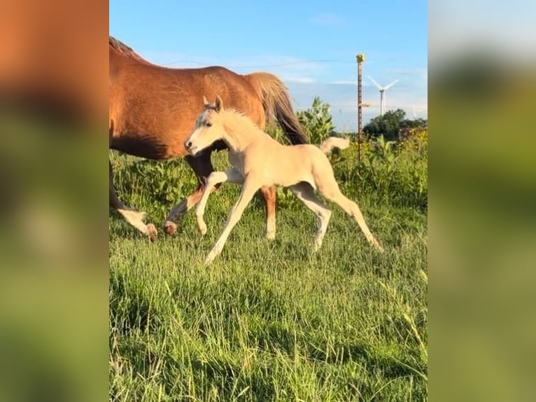Welsh B Mare 19 years 12.3 hh Chestnut-Red in Großefehn Ostgroßefehn