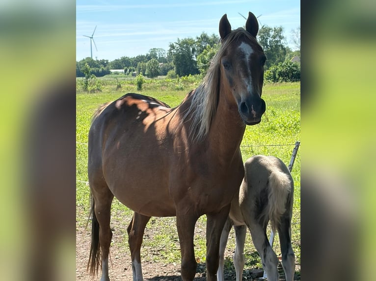 Welsh B Mare 19 years 12.3 hh Chestnut-Red in Großefehn Ostgroßefehn