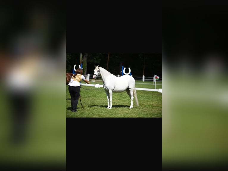 Welsh B Mare 19 years 13 hh Grey in ScherstettenScherstetten