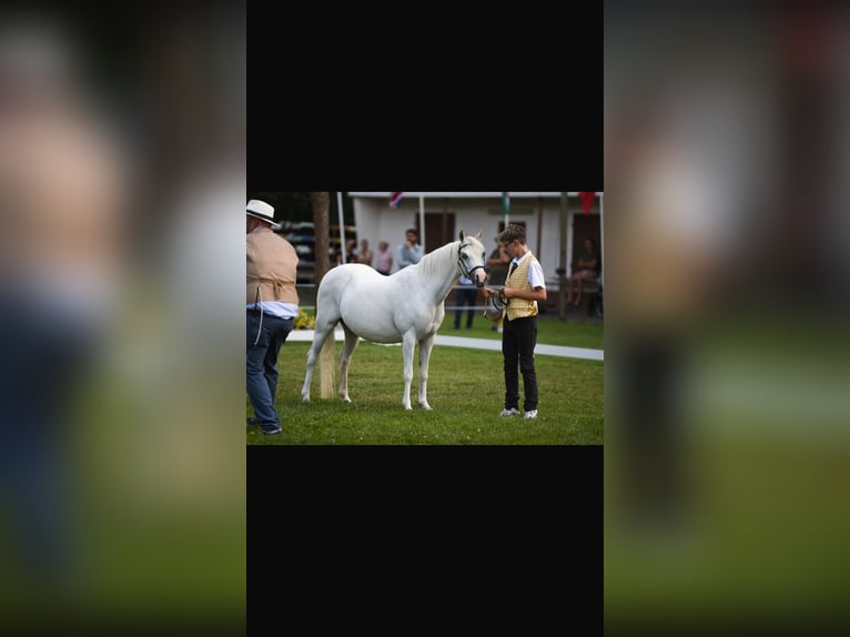 Welsh B Mare 19 years 13 hh Grey in ScherstettenScherstetten