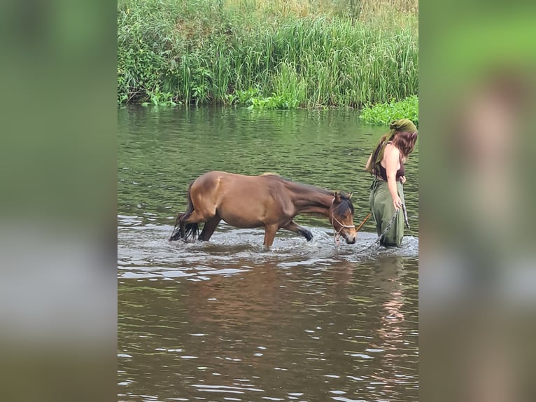 Welsh B Mix Mare 1 year 10,2 hh in Perleberg