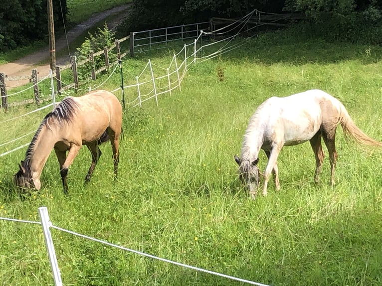 Welsh B Mare 1 year 11,2 hh Buckskin in Alfdorf