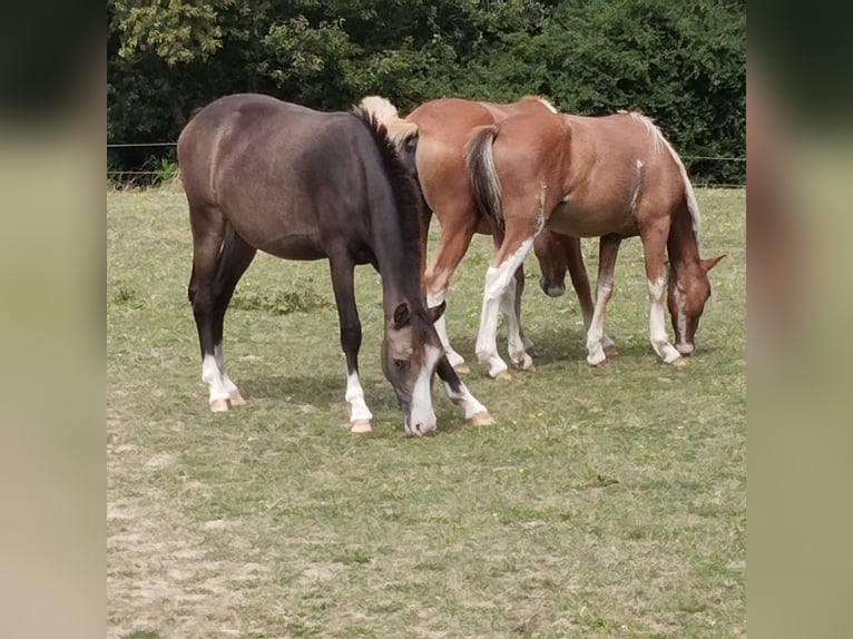 Welsh B Mare 1 year 12,2 hh Buckskin in Niederalben