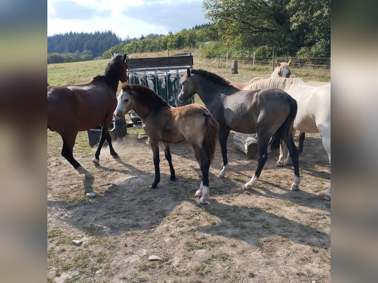 Welsh B Mare 1 year 12,2 hh Buckskin in Niederalben