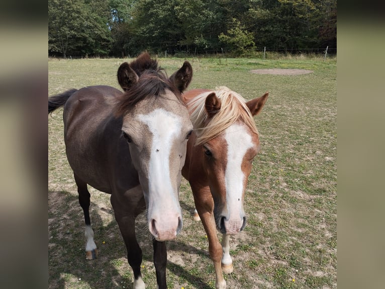 Welsh B Mare 1 year 12,2 hh Buckskin in Niederalben