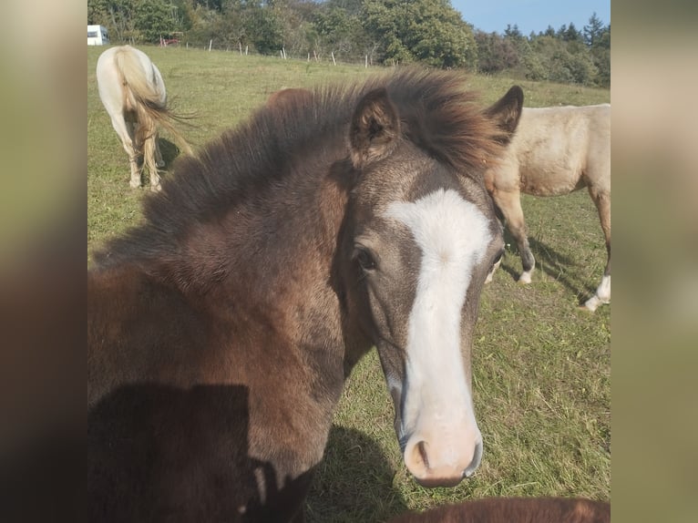 Welsh B Mare 1 year 12,2 hh Buckskin in Niederalben