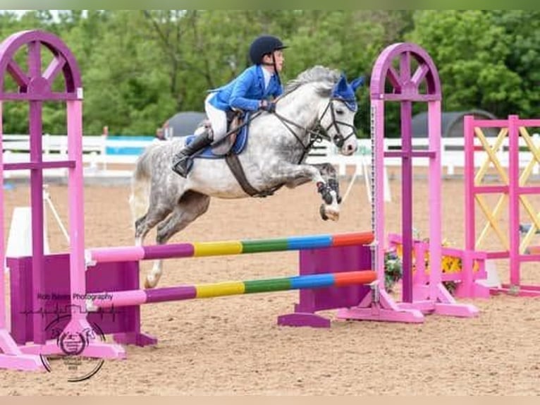 Welsh B Mare 1 year 12.3 hh Chestnut-Red in la chapelle bâton