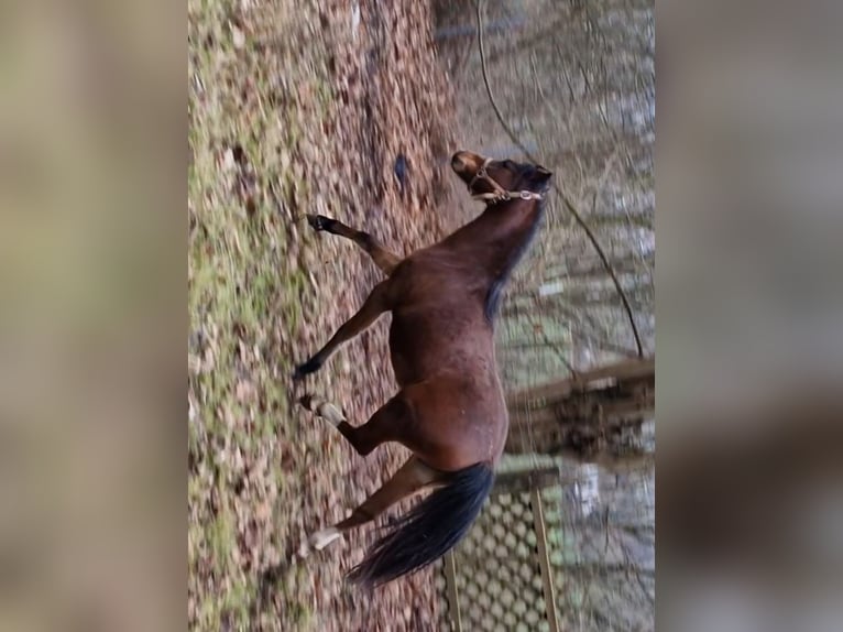 Welsh B Mare 1 year 13,1 hh Bay-Dark in Rotenburg an der Fulda