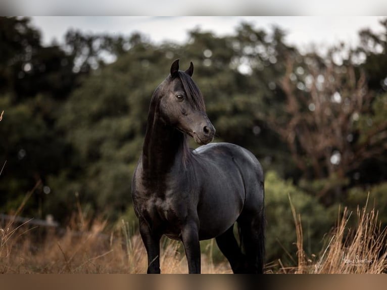 Welsh B Mare 1 year 13,1 hh Bay-Dark in Rotenburg an der Fulda