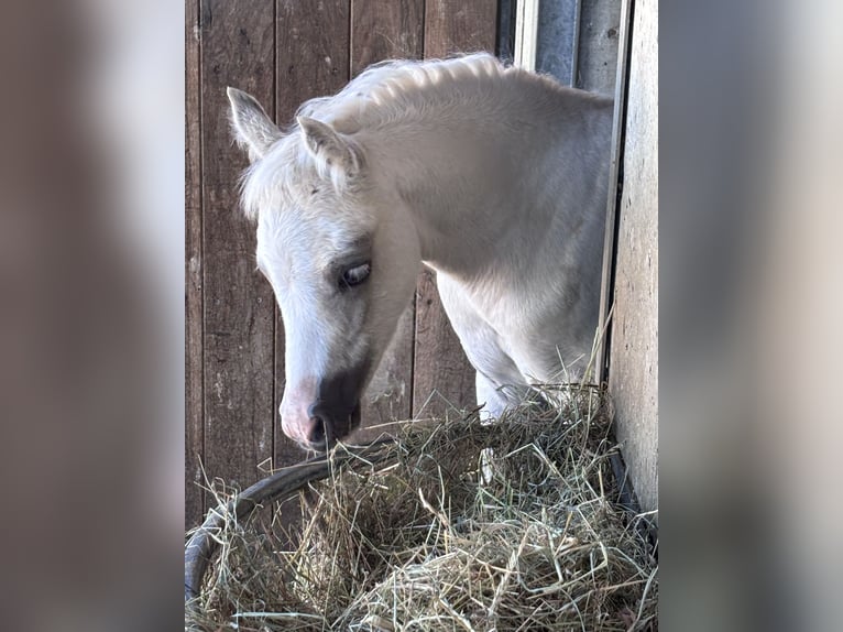 Welsh B Mare 1 year 13.1 hh Palomino in FierlingKremsmünster
