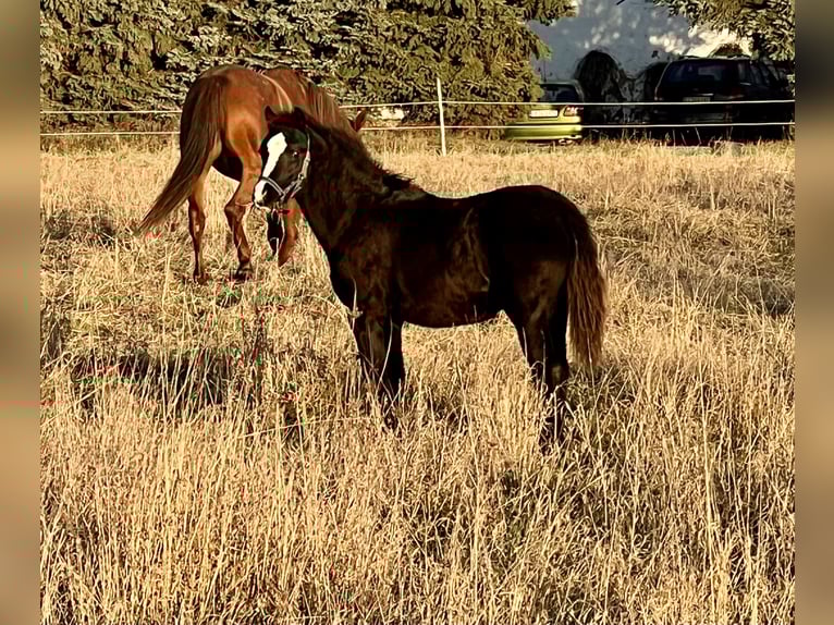 Welsh B Mare 1 year 13 hh Black in Nexdorf