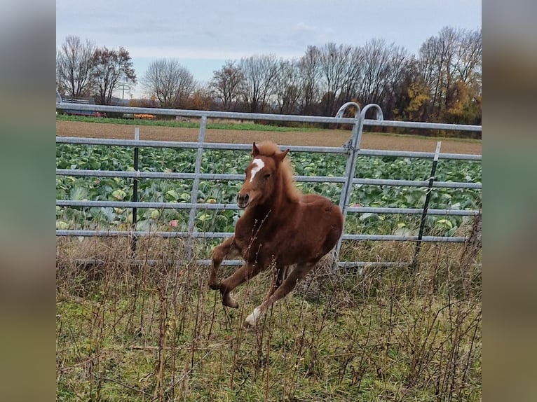 Welsh B Mare 1 year 13 hh Chestnut-Red in Filderstadt