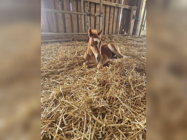 Welsh B Mare 1 year 13 hh Chestnut-Red in Filderstadt