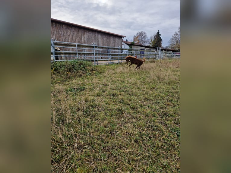 Welsh B Mare 1 year 13 hh Chestnut-Red in Filderstadt