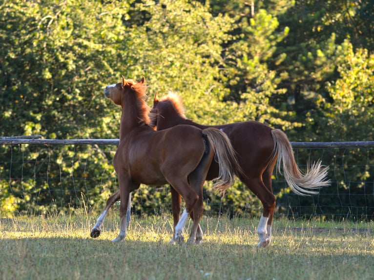 Welsh B Mare 1 year 13 hh Chestnut-Red in Rennertshofen
