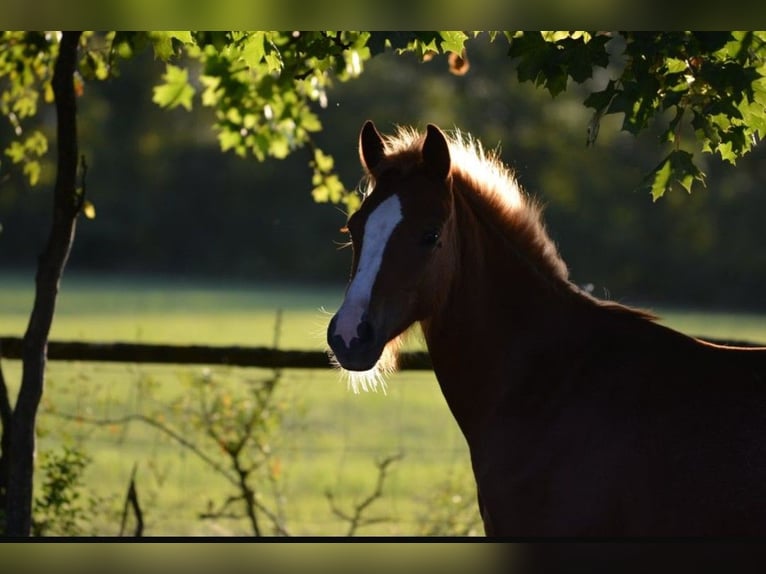 Welsh B Mare 1 year 13 hh Chestnut-Red in Rennertshofen