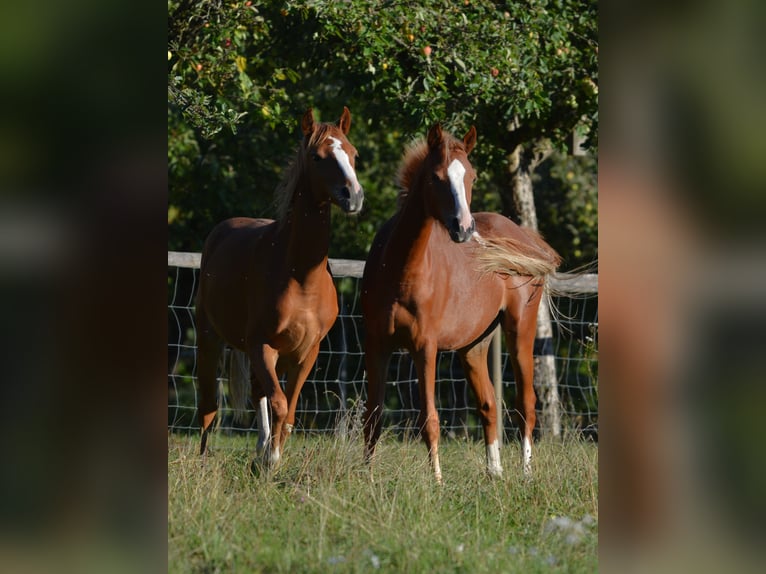 Welsh B Mare 1 year 13 hh Chestnut-Red in Rennertshofen