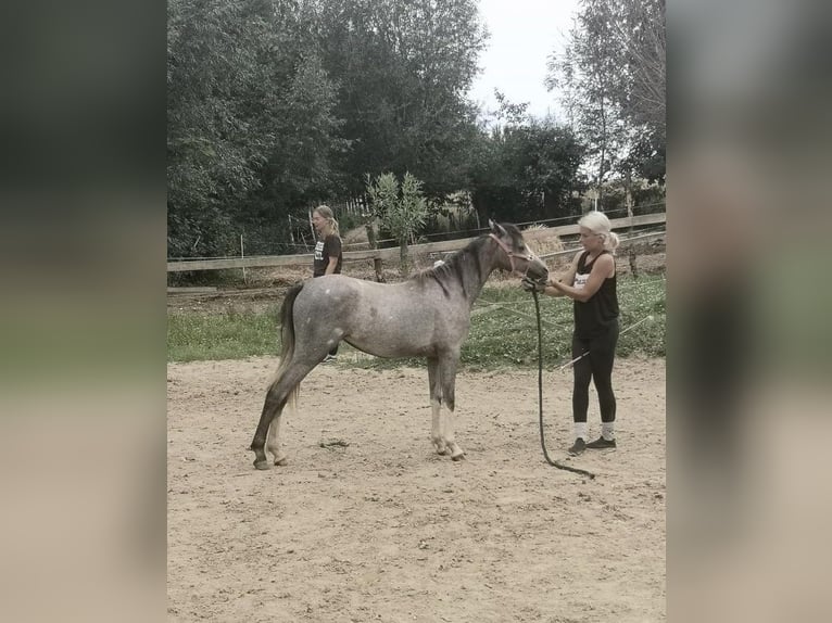 Welsh B Mare 1 year 13 hh Gray-Dapple in Meszna Opacka