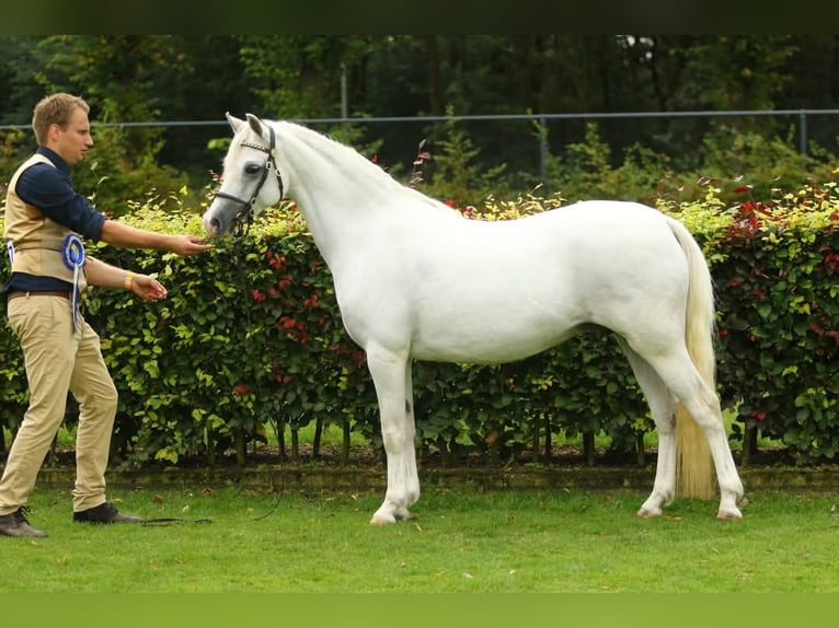 Welsh B Mare 1 year 13,1 hh Gray-Dark-Tan in Oldebroek