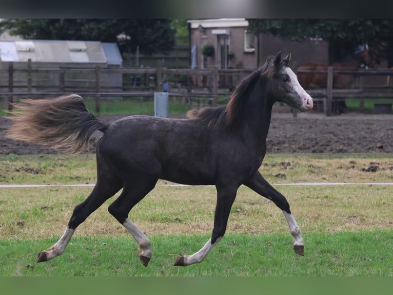 Welsh B Mare 1 year 13,1 hh Gray-Dark-Tan in Oldebroek