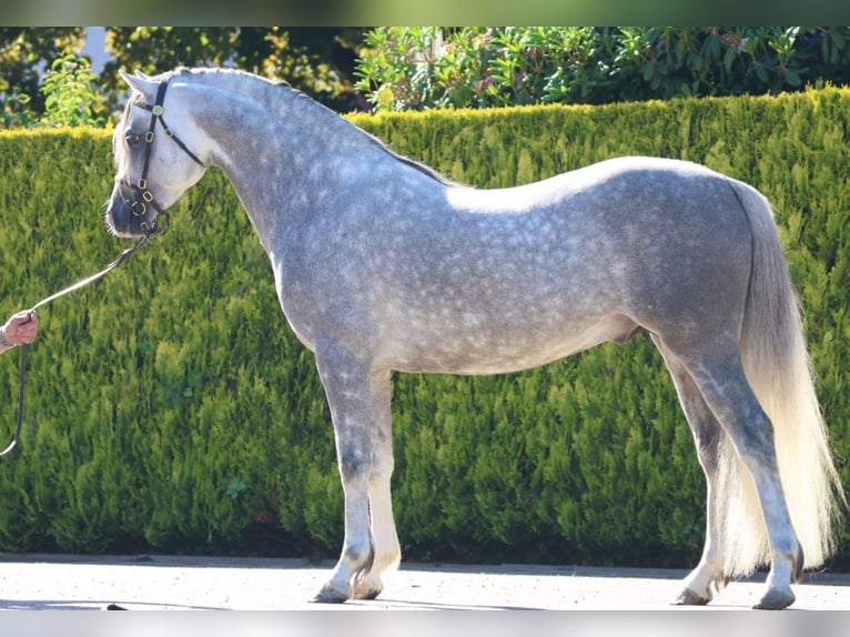 Welsh B Mare 1 year 13,1 hh Gray-Dark-Tan in Oldebroek