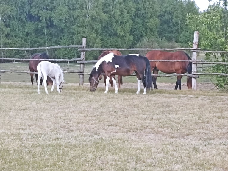 Welsh B Mix Mare 1 year 13,1 hh Palomino in Ryńsk
