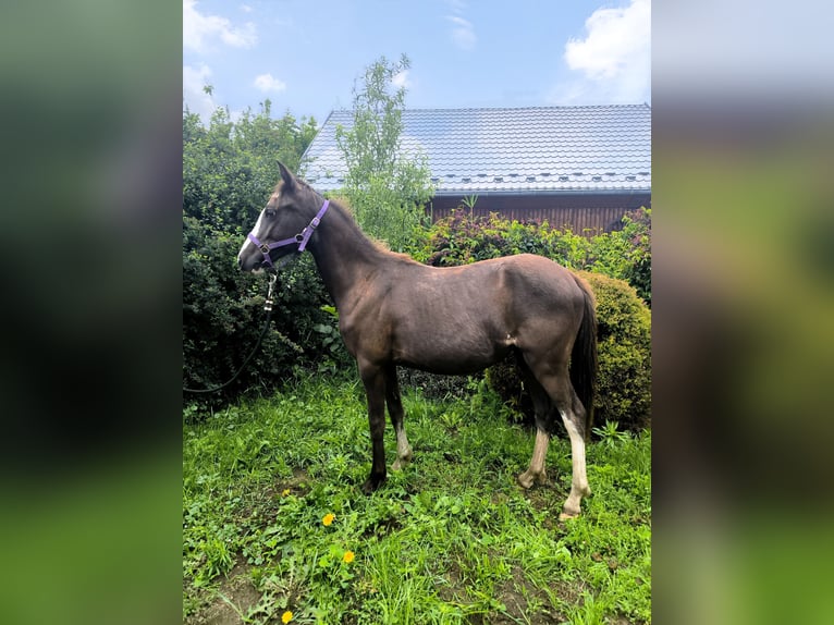 Welsh B Mare 1 year Buckskin in Zawada