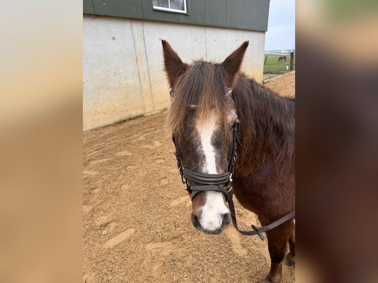 Welsh B Mare 20 years 12,2 hh Chestnut-Red in Markt Schwaben