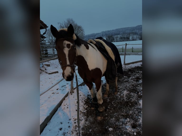 Welsh B Mare 20 years 12 hh Brown in Thundorf